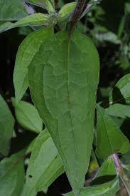 Attēlu rezultāti vaicājumam “Echinacea purpurea leaf”