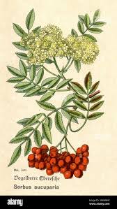 Attēlu rezultāti vaicājumam “Sorbus aucuparia fruit”