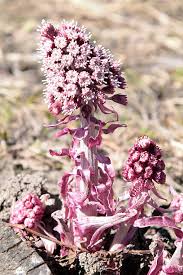 Image result for Petasites officinalis