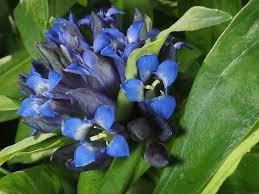 Attēlu rezultāti vaicājumam “Gentiana cruciata leaf”