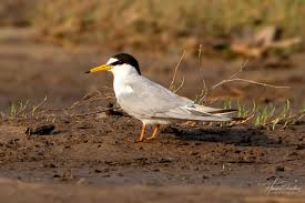 Attēlu rezultāti vaicājumam “Sternula albifrons”