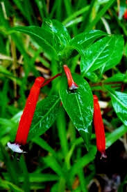 Image result for Cuphea ignea