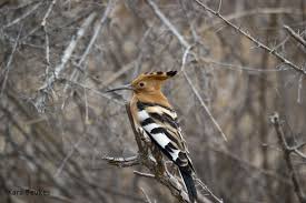 Image result for hoepoe