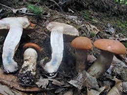 Attēlu rezultāti vaicājumam “Leccinum aurantiacum”