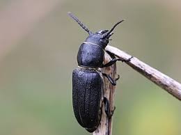 Attēlu rezultāti vaicājumam “Spondylis buprestoides”