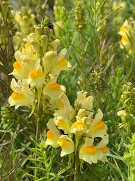 Attēlu rezultāti vaicājumam “Linaria vulgaris flower”
