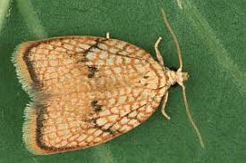 Attēlu rezultāti vaicājumam “Acleris forsskaleana”