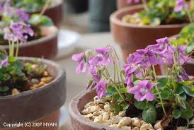 Attēlu rezultāti vaicājumam “Viola rupestris bud”