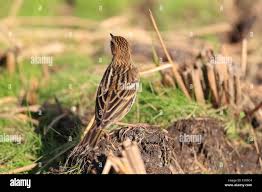 Image result for Anthus gustavi