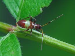 Attēlu rezultāti vaicājumam “Closterotomus biclavatus nymph”