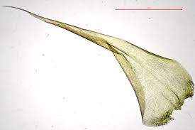 Attēlu rezultāti vaicājumam “Campylium chrysophyllum”