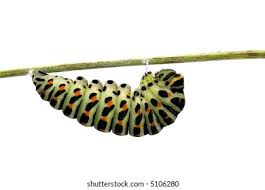 Attēlu rezultāti vaicājumam “Papilio machaon larva”