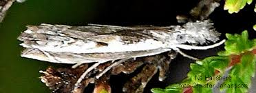 Attēlu rezultāti vaicājumam “Platytes alpinella”