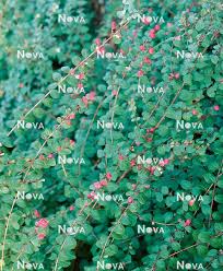 Attēlu rezultāti vaicājumam “Symphoricarpos x chenaultii”