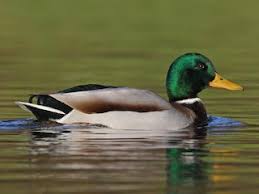 Attēlu rezultāti vaicājumam “Anas platyrhynchos”