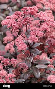 Attēlu rezultāti vaicājumam “Hylotelephium telephium flower”
