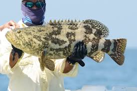 Image result for Epinephelus itajara