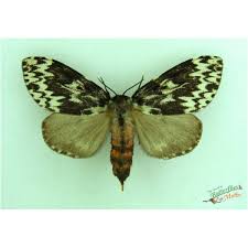 Attēlu rezultāti vaicājumam “Lymantria monacha pupa”