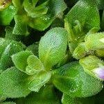 Attēlu rezultāti vaicājumam “Aubrieta deltoidea leaf”