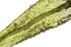 Attēlu rezultāti vaicājumam “Philonotis sporophyte”