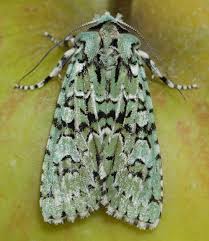 Attēlu rezultāti vaicājumam “Griposia aprilina”