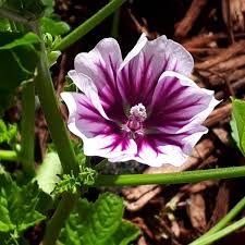 Image result for Malva sylvestris