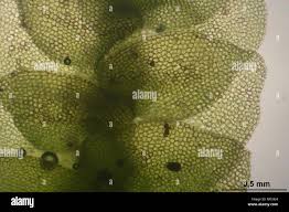 Attēlu rezultāti vaicājumam “Calypogeia azurea cells”