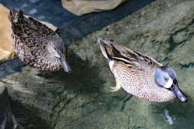 Image result for Anas discors