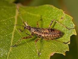 Attēlu rezultāti vaicājumam “Himacerus apterus”