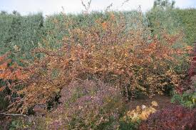 Attēlu rezultāti vaicājumam “Cotoneaster multiflorus”