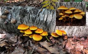 Attēlu rezultāti vaicājumam “Langermania gigantea”