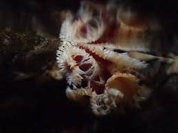 Attēlu rezultāti vaicājumam “Tubifera applanata sessile”