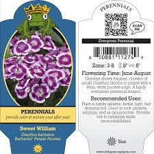 Attēlu rezultāti vaicājumam “Dianthus barbatus”