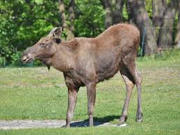 Attēlu rezultāti vaicājumam “Alces alces”