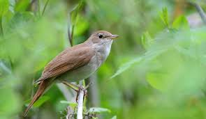 Image result for Luscinia luscinia