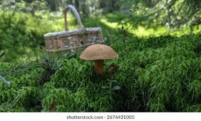 Attēlu rezultāti vaicājumam “Suillus variegatus”