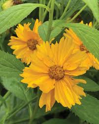 Image result for Coreopsis