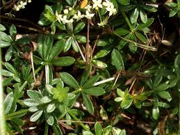 Attēlu rezultāti vaicājumam “Galium album leaf”