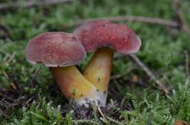 Attēlu rezultāti vaicājumam “Xerocomus pruinatus”