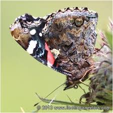 Attēlu rezultāti vaicājumam “Vanessa atalanta”