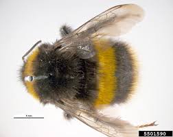 Attēlu rezultāti vaicājumam “Bombus terrestris”