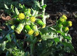 Attēlu rezultāti vaicājumam “Senecio vulgaris flower”