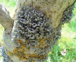 Attēlu rezultāti vaicājumam “Physcia adscendens”