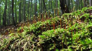 Attēlu rezultāti vaicājumam “Brachythecium salebrosum”