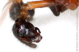 Attēlu rezultāti vaicājumam “Neriene montana”