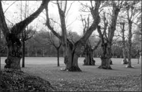 Attēlu rezultāti vaicājumam “Grynocharis oblonga”