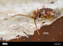 Attēlu rezultāti vaicājumam “Ptinus sp. male”