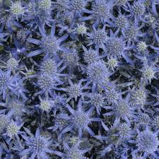 Image result for Eryngium `Blue Hobbit`