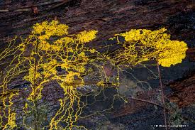 Attēlu rezultāti vaicājumam “Physarum virescens young”