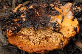 Attēlu rezultāti vaicājumam “Phellinus chrysoloma”